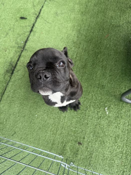 Bulldog tigrado macho