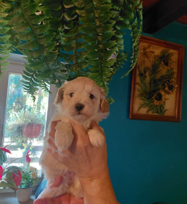 Maltipoo - suczka kremowa