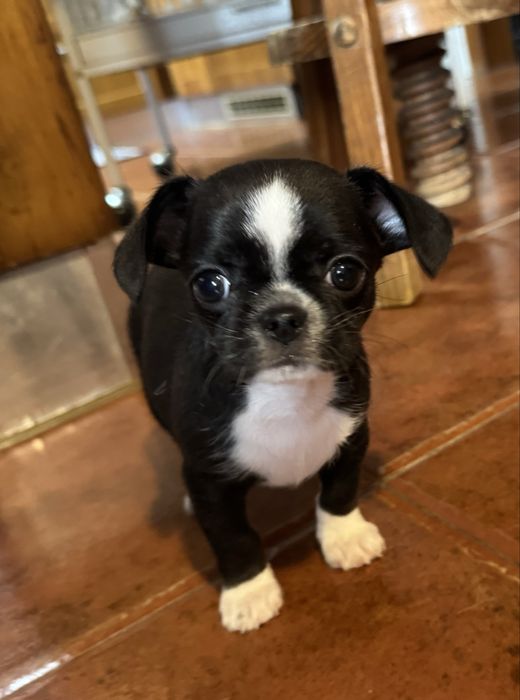 Chihuahua macho lindo