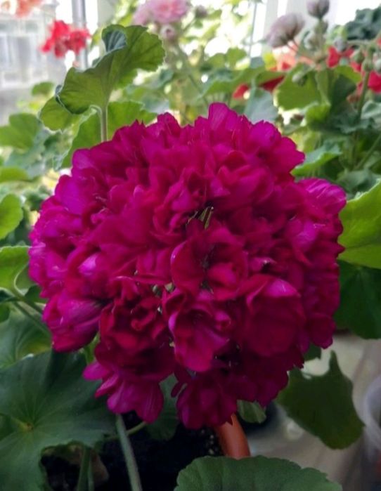 Сортова пеларгонія Hope J.P. Bartlett