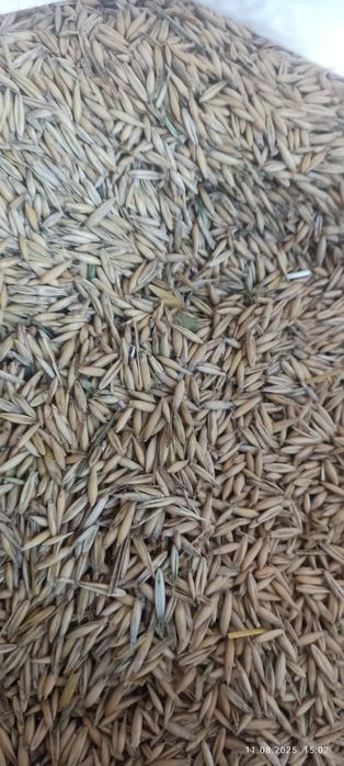 Продам овес 10 грн кг + ціна за мішок