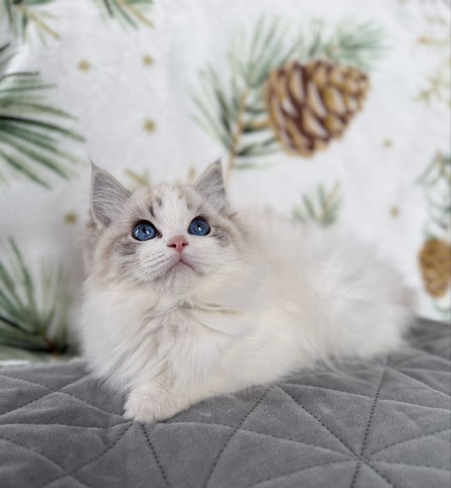 RAGDOLL sliczna dziewczynka