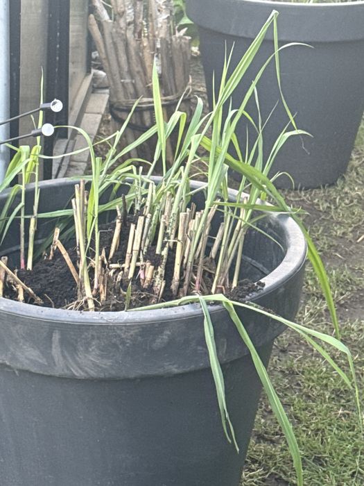 Trawa 4 metrowa ozdobna