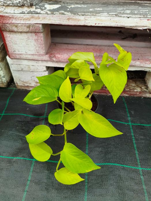 Jibóias Scindapsus (verde, prateada, variegada) - planta em vaso