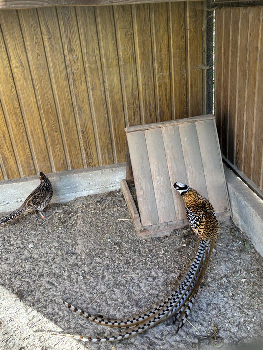 Фазани  молодняк