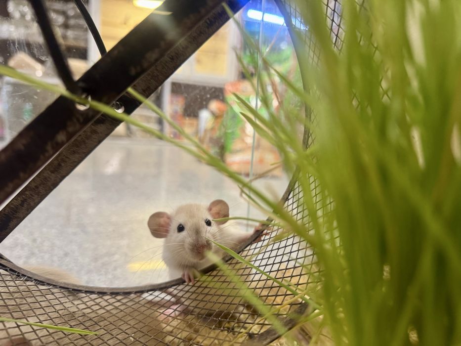 Mlode szczurki syjamskie dumbo odtatni samczyk
