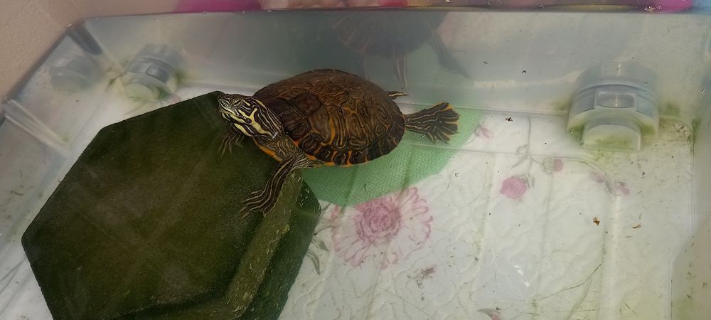 Tartaruga aquatica