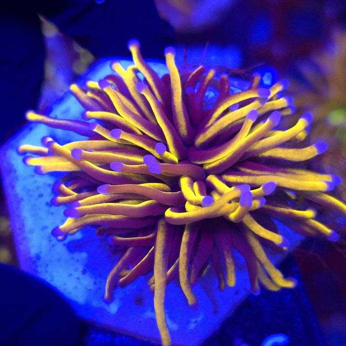 Euphyllia Glabrescens 24K Ultra Gold - koralowce LPS - Kingdom of Corals