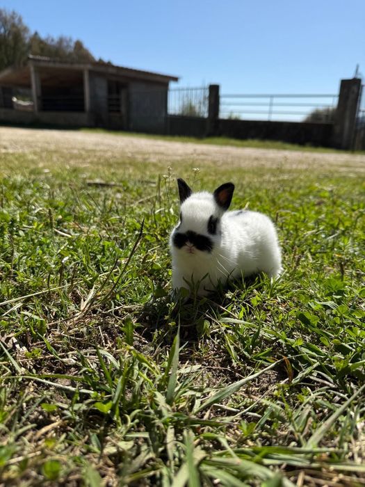 Coelhos mini borboleta