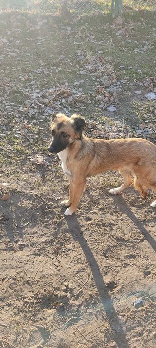 Собака в ответственные руки