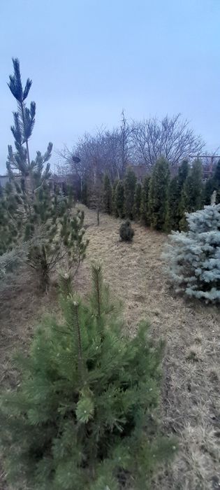 Продам дачу 12 сот  Шевченковский р,н