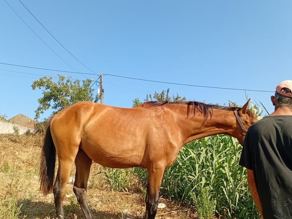Vendo parelha de éguas