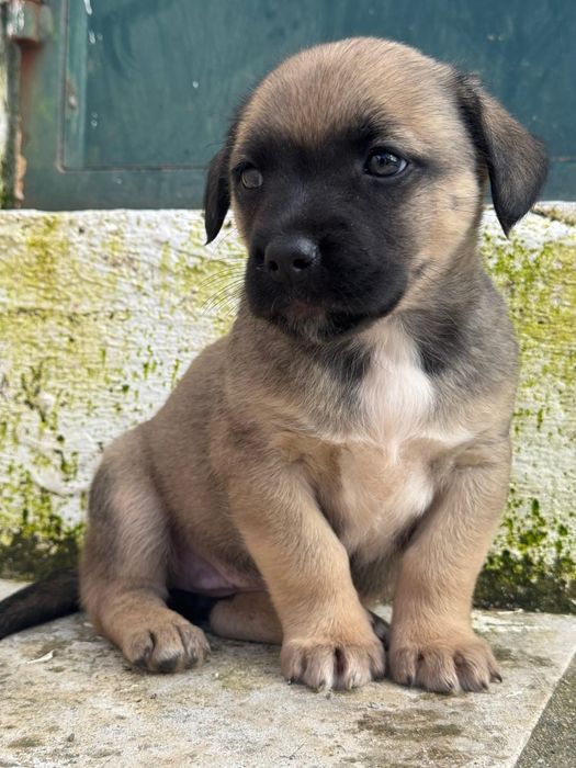 Filhotes de Fila de São Miguel para adoção responsável