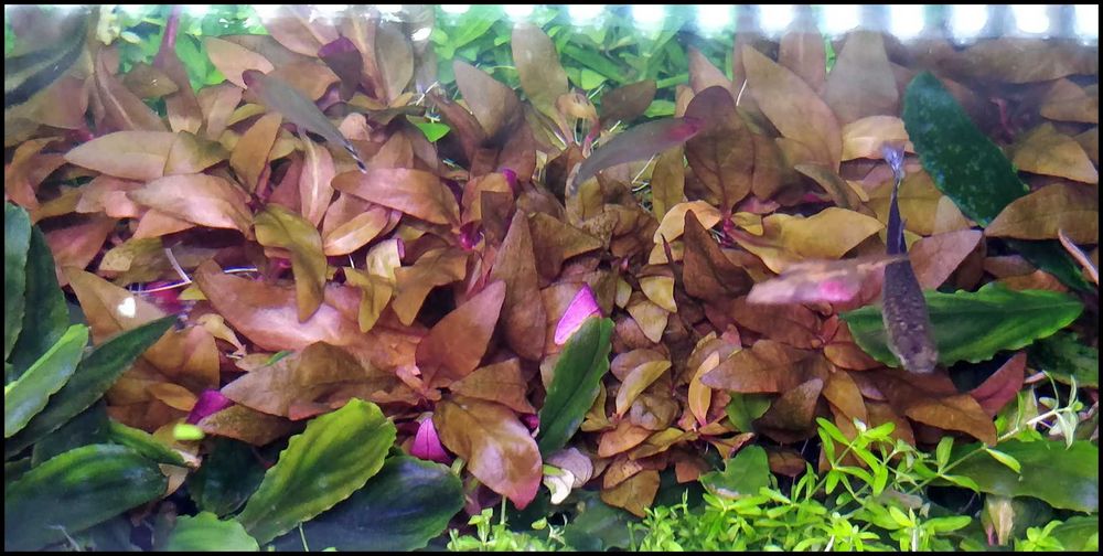 Alternanthera reineckii Mini