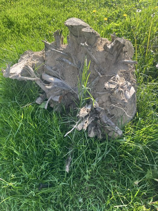 Oddam  korzenie 5 sztuk duze