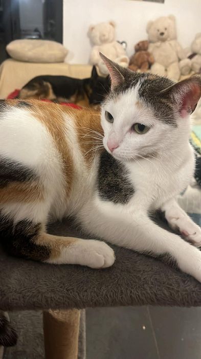 Koteczka do adopcji