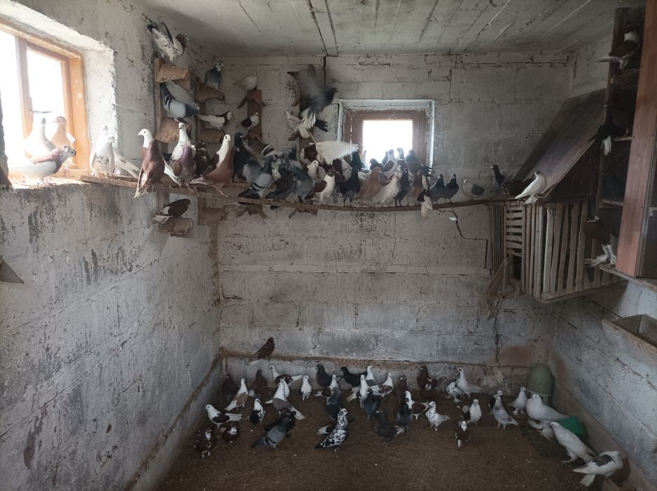 Gołębie likwidacja