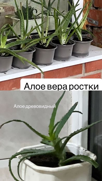 Обмен комнатных растений
