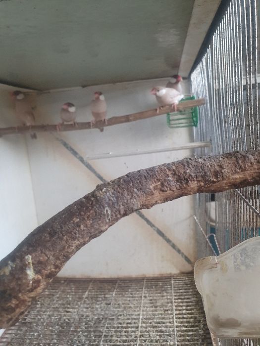 Lonchura oryzivora