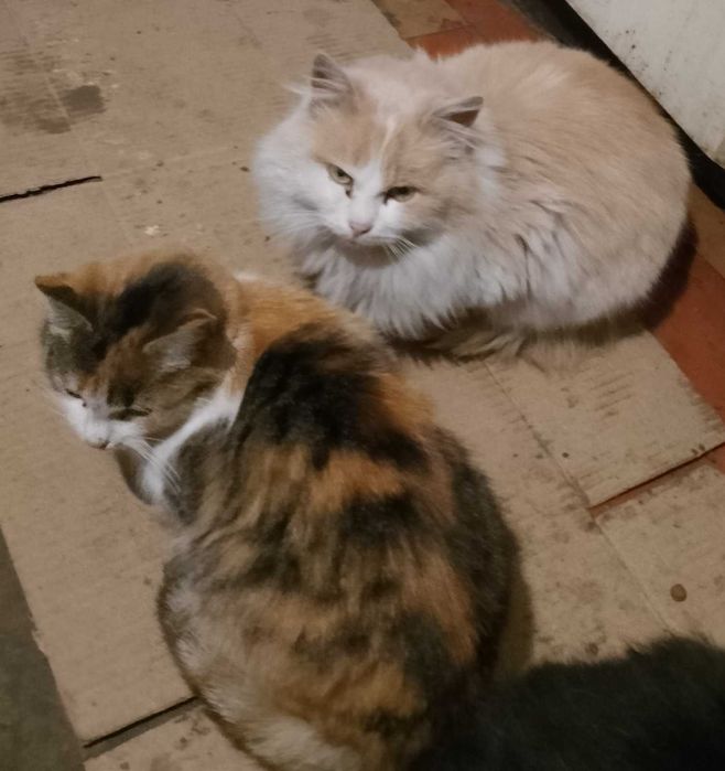 Котики шукають нового господаря