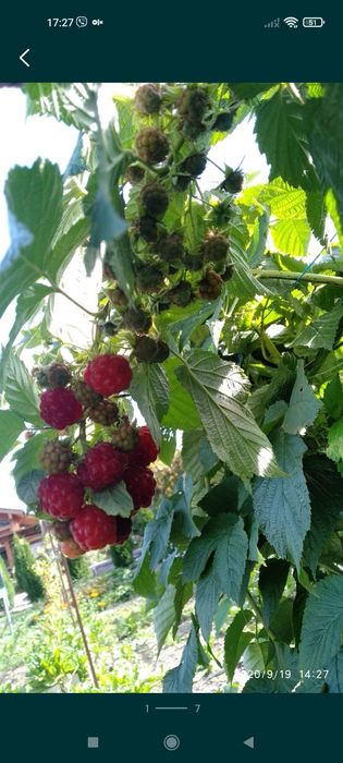 Земклубника 15 грн куст.