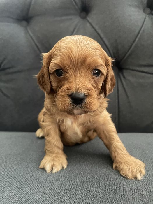 Cavapoo  rodzice przebadani