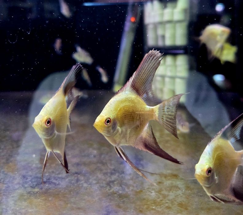 Skalar bulgarian green