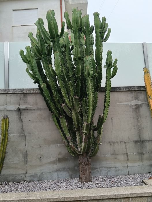 Vendo cacto heuphorbia