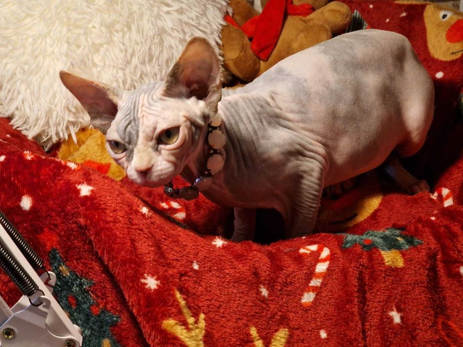 Gatinha Canadian Sphynx lilás bicolor