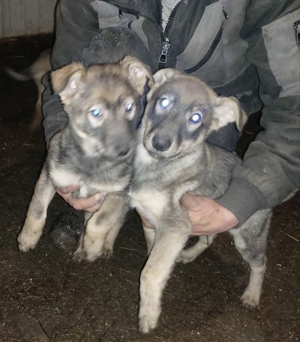 Dwa piękne pieski pilnie szukają domu