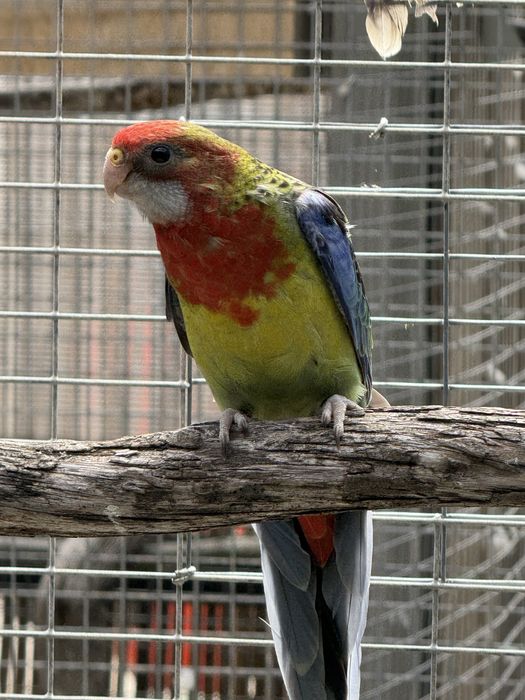 Varias Aves Disponiveis !