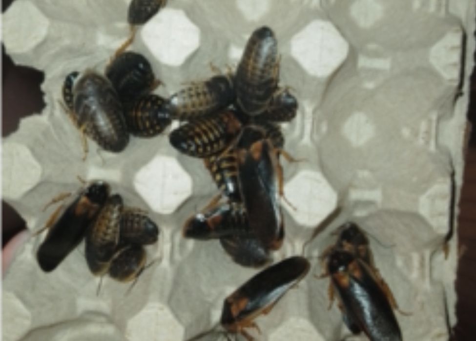 Аргентинские тараканы.