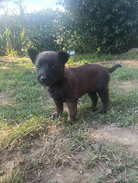 Owczarek belgijski malinois