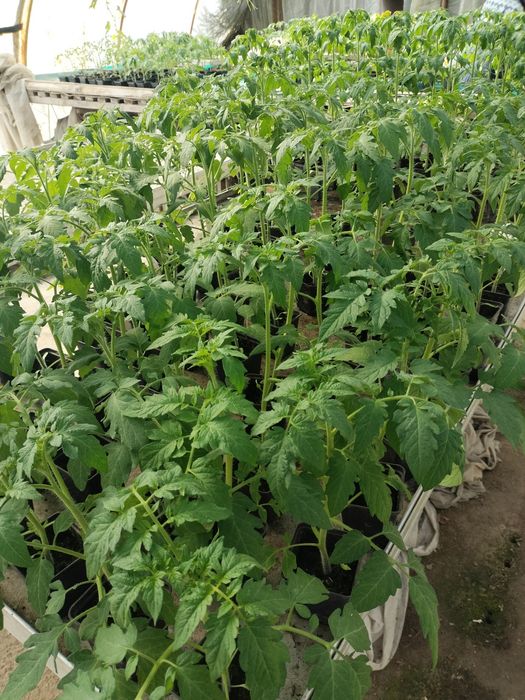Sadzonka pomidora