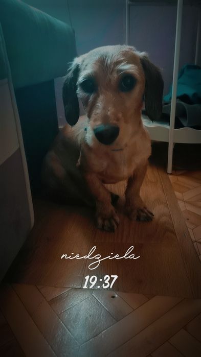 Oddam psa w dobre ręce