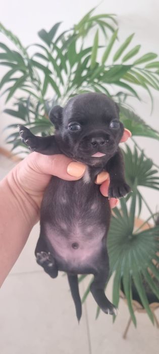 Chihuahua mini focinho curto