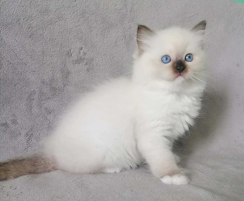 Чарівний пухнастик с добрими навичками-порода регдал