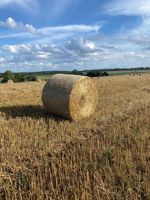 Słoma z pszenżyta 120/150