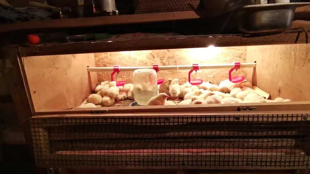 Продаем Инкубатор НЕСТ-500 б/у