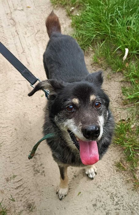 Gucio psi senior do adopcji - starszy piesek