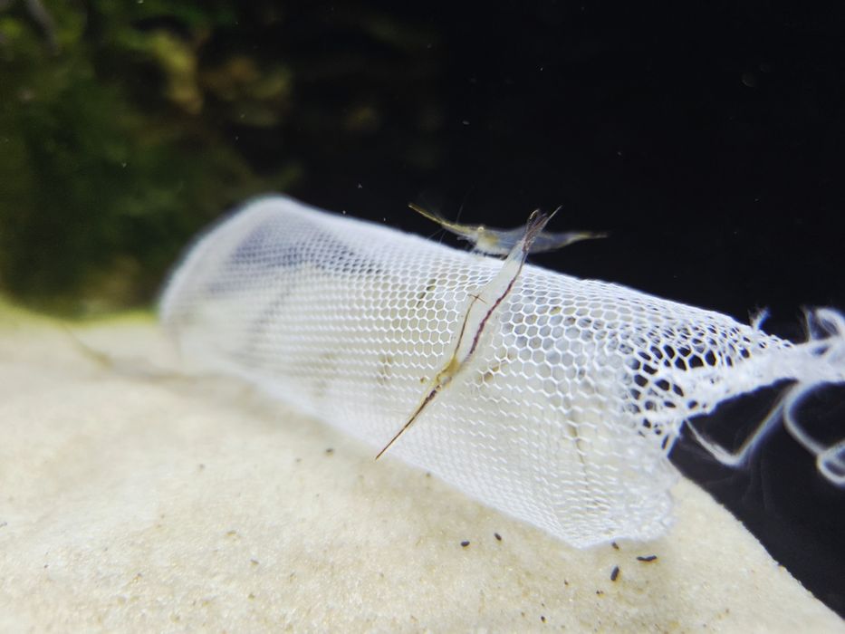 Krewetka caridina gracilirostris pinokio