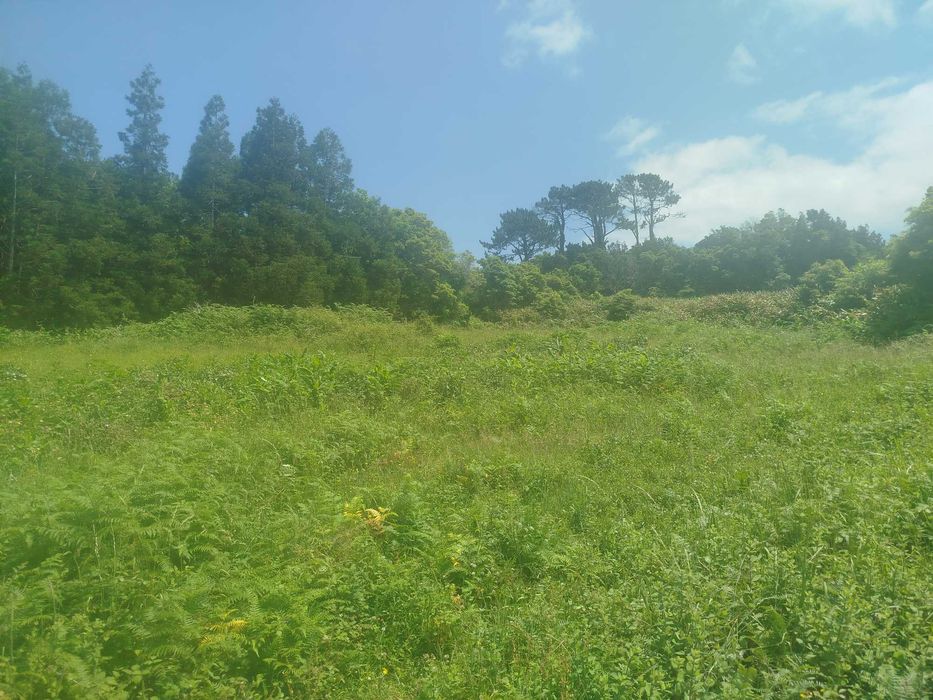 Terreno Pinheira - Rua da Bragada - Santo António