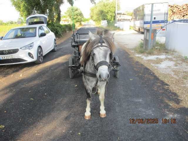 vendo pónei e charrete