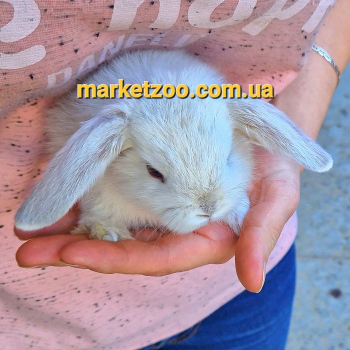 мини мiнi mini lop карликовые кролики вислоухий баранчик шиншила