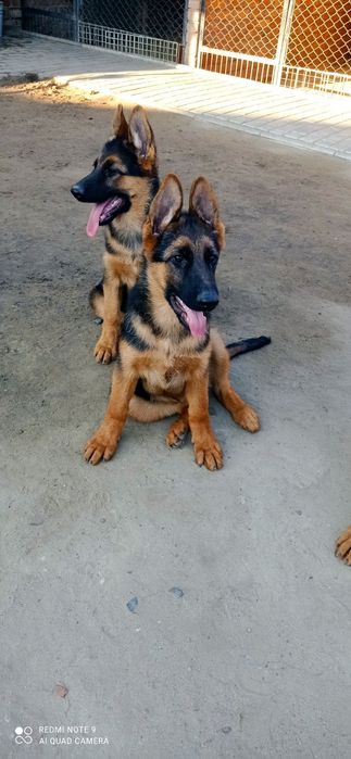 Продаються цуценята німецької вівчарки