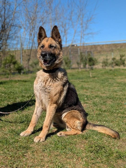 Przekochana sunia Miszka szuka domu! Owczarek niemiecki do adopcji!
