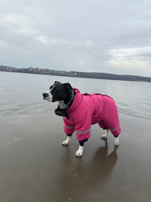 Одяг для собак всіх розмірів