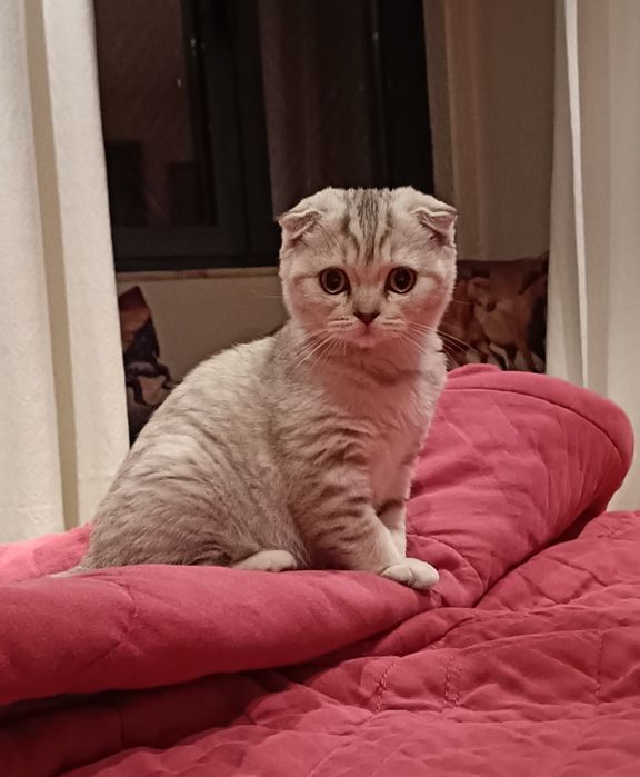 Scottish Fold fêmea