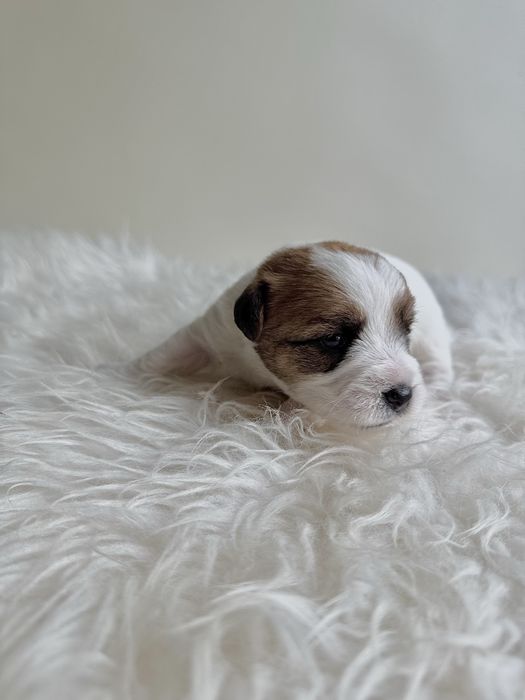 Jack Russell Terrier - piesek z rodowodem FCI