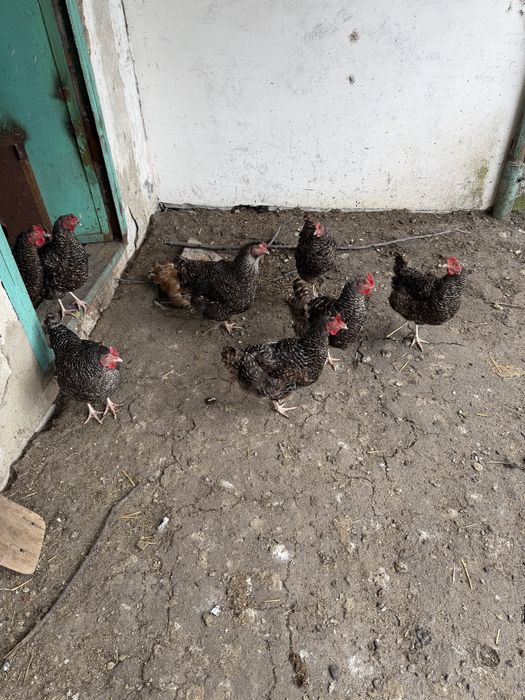 Продам курей порода доминант